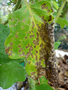 Cercospora leaf spot – Pestoscope