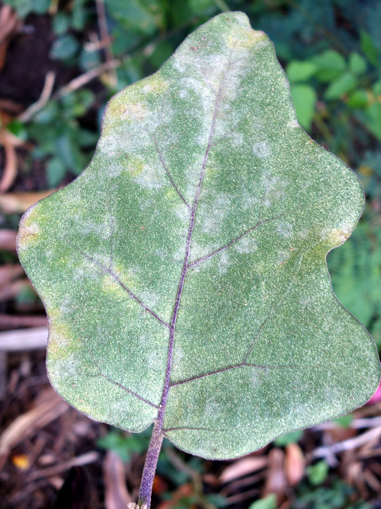 Powdery Mildew Pestoscope