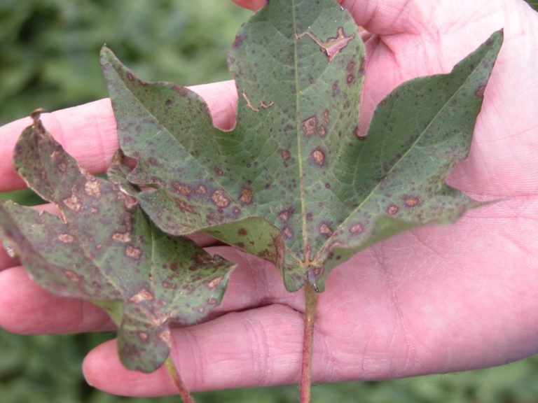 Alternaria Leaf Spot – Pestoscope