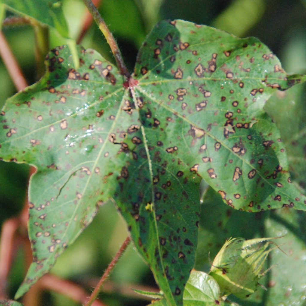 cercospora-leaf-spot-pestoscope