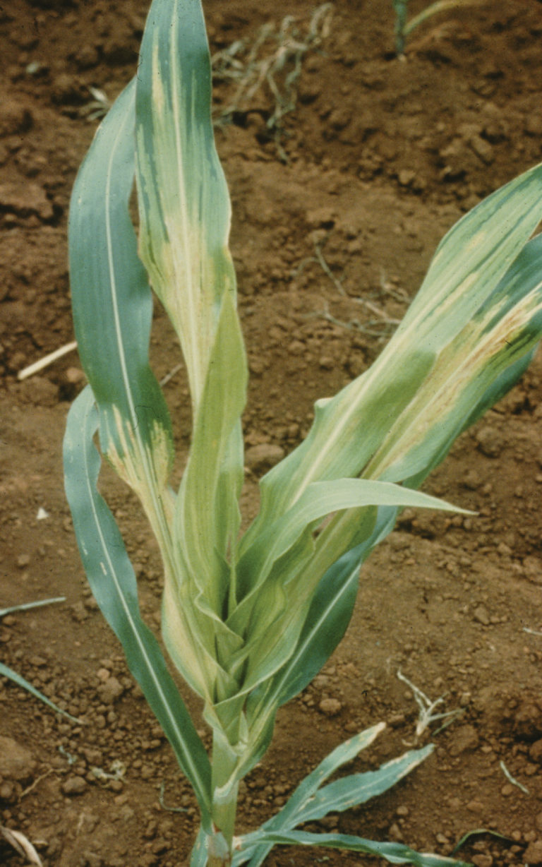 Downy Mildew Disease Pestoscope downy-mildew-disease-pestoscope
