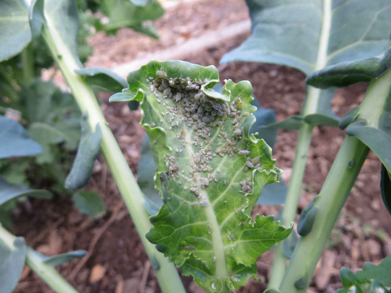 Cabbage aphid – Pestoscope