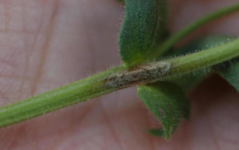 ascochyta leaf blight