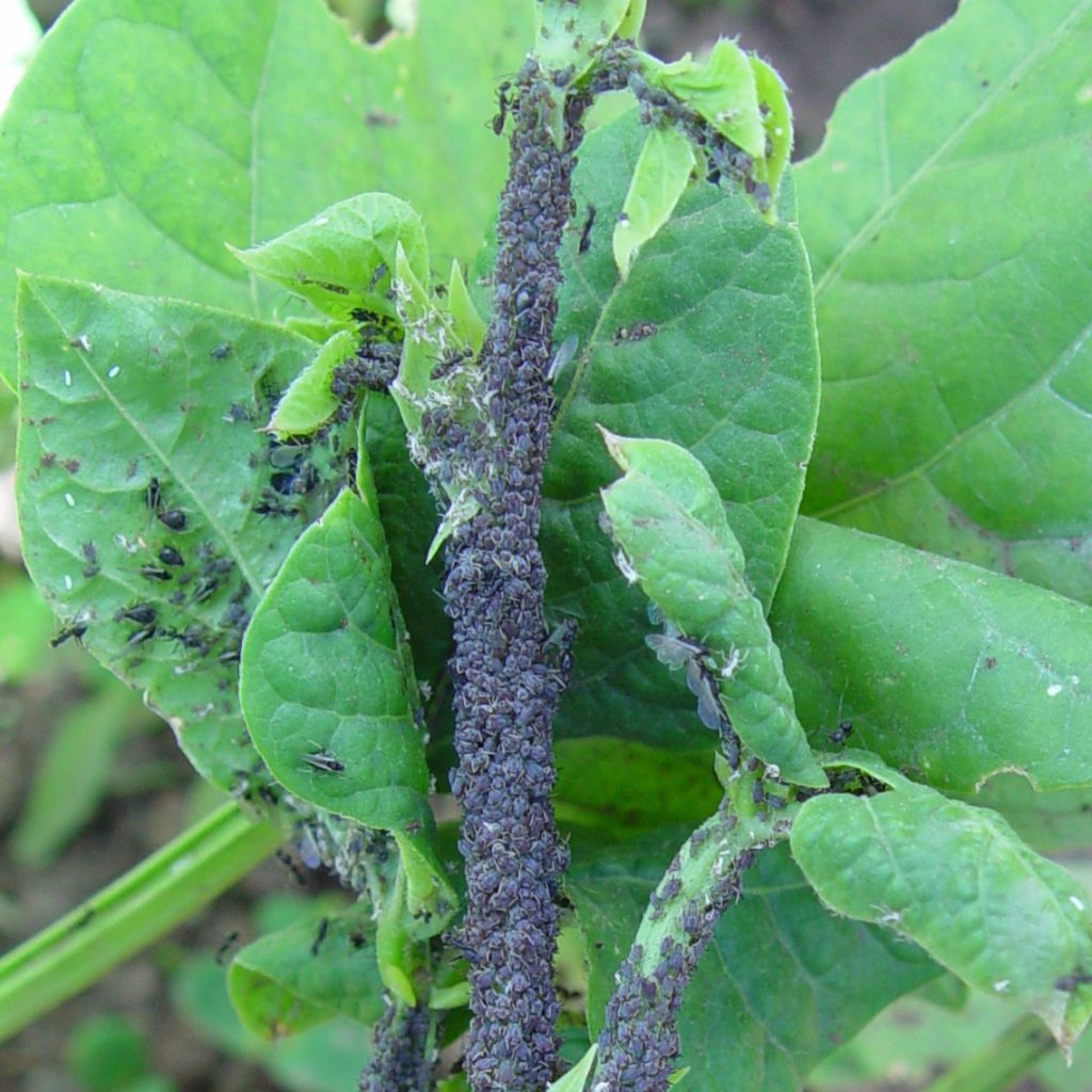 Aphids – Pestoscope