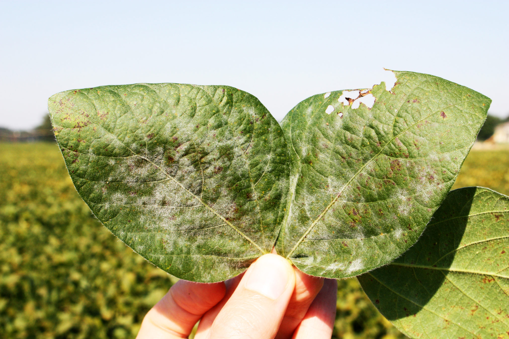 Powdery mildew Pestoscope