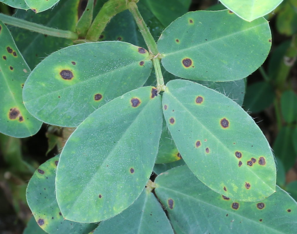 early-leaf-spot-pestoscope