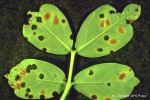 Early leaf spot – Pestoscope