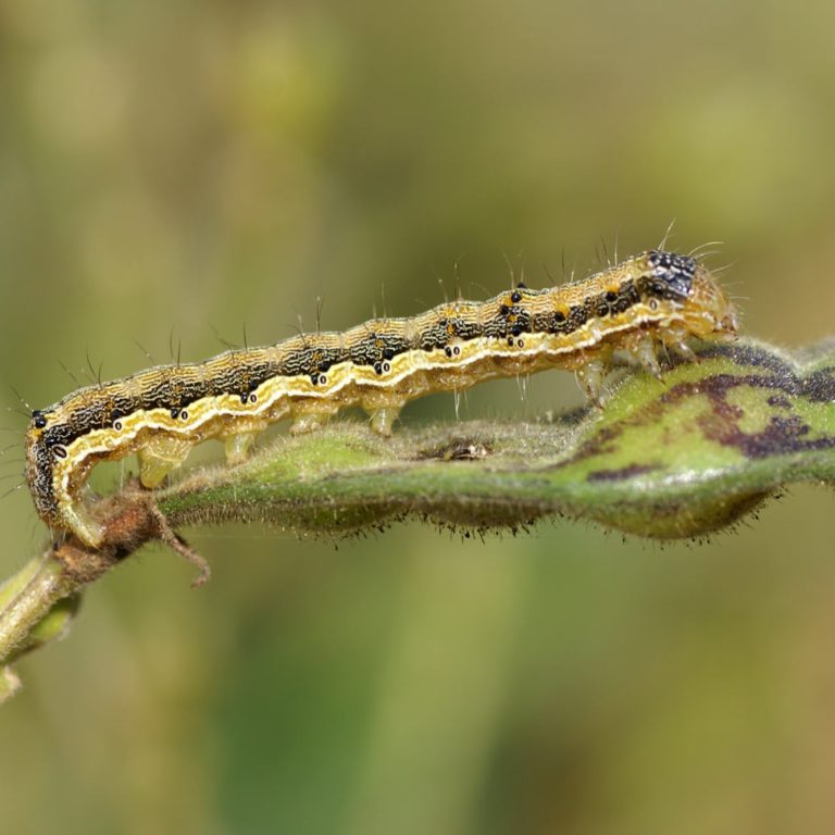 Corn earworm Pestoscope
