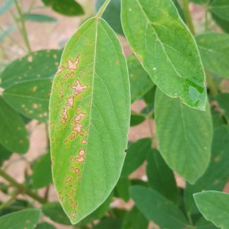 Cercospora leaf spot – Pestoscope