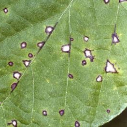 Cercospora leaf spot – Pestoscope