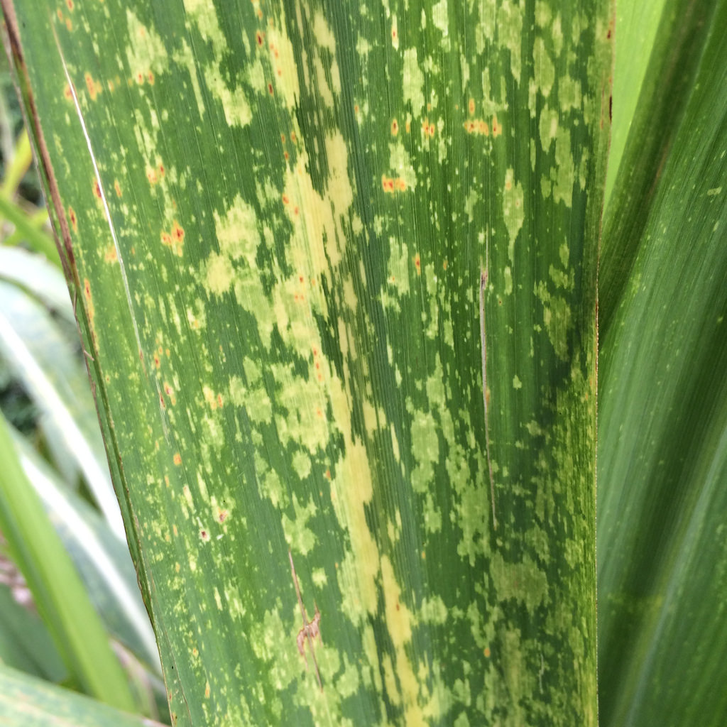 Sugarcane Mosaic Virus SCMV Pestoscope