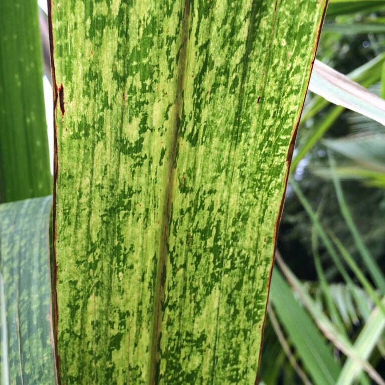sugarcane-mosaic-virus-scmv-pestoscope