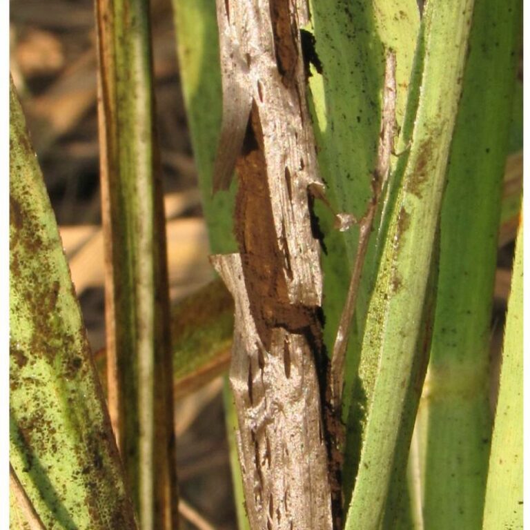 Sugarcane smut disease – Pestoscope