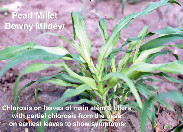 Downy Mildew Meaning In Urdu