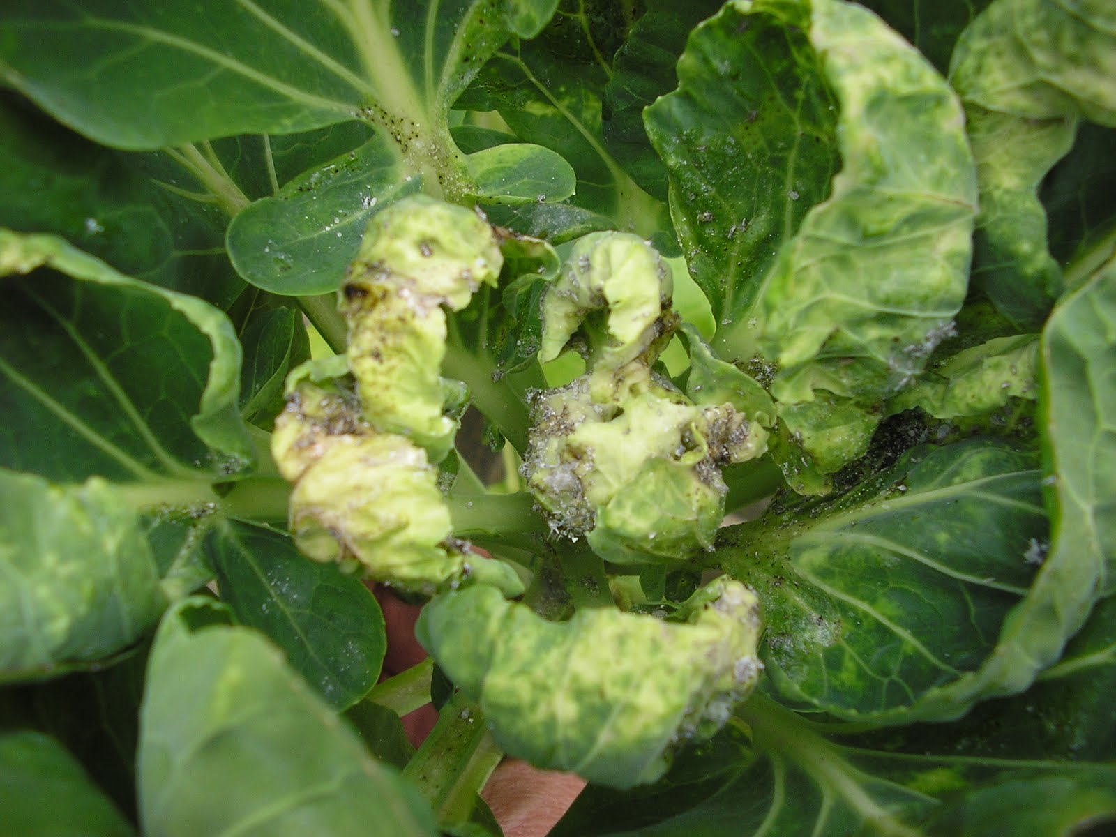 Cabbage Aphid Pestoscope
