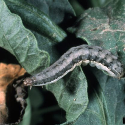 Beet armyworm – Pestoscope