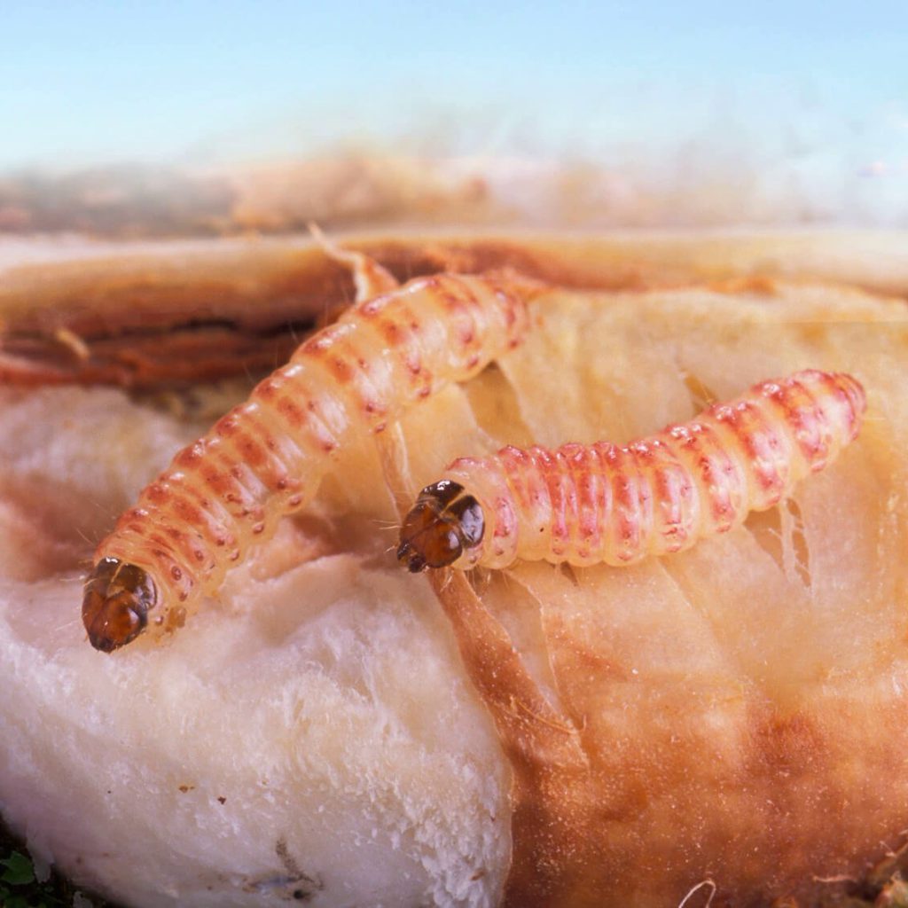 pink-bollworm-pestoscope
