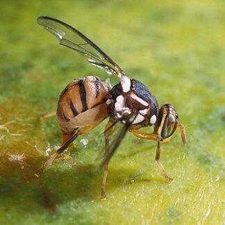 Mango fruit flies