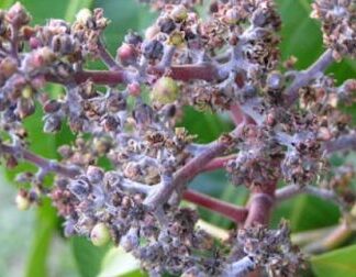 Powdery Mildew