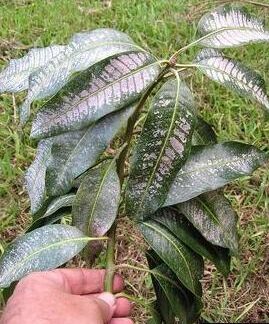 Thrips