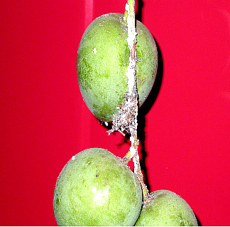 Mango mealybug