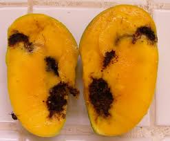 Fruit nut weevil