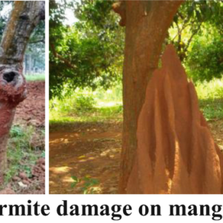 Termites (Macrotermes spp. or Odontotermes spp.)