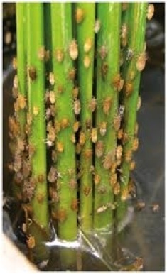 Rice brown plant hoppper - Image 2