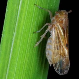 Rice brown plant hoppper