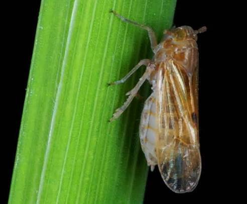 Rice brown plant hoppper