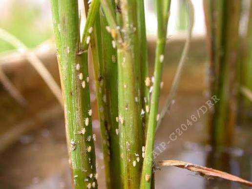 Rice brown plant hoppper - Image 3