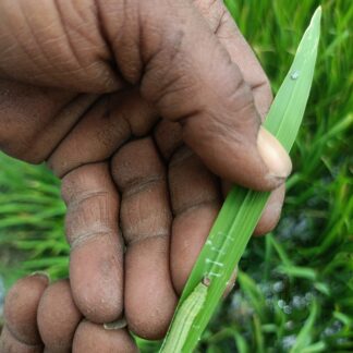 Rice leaf folder