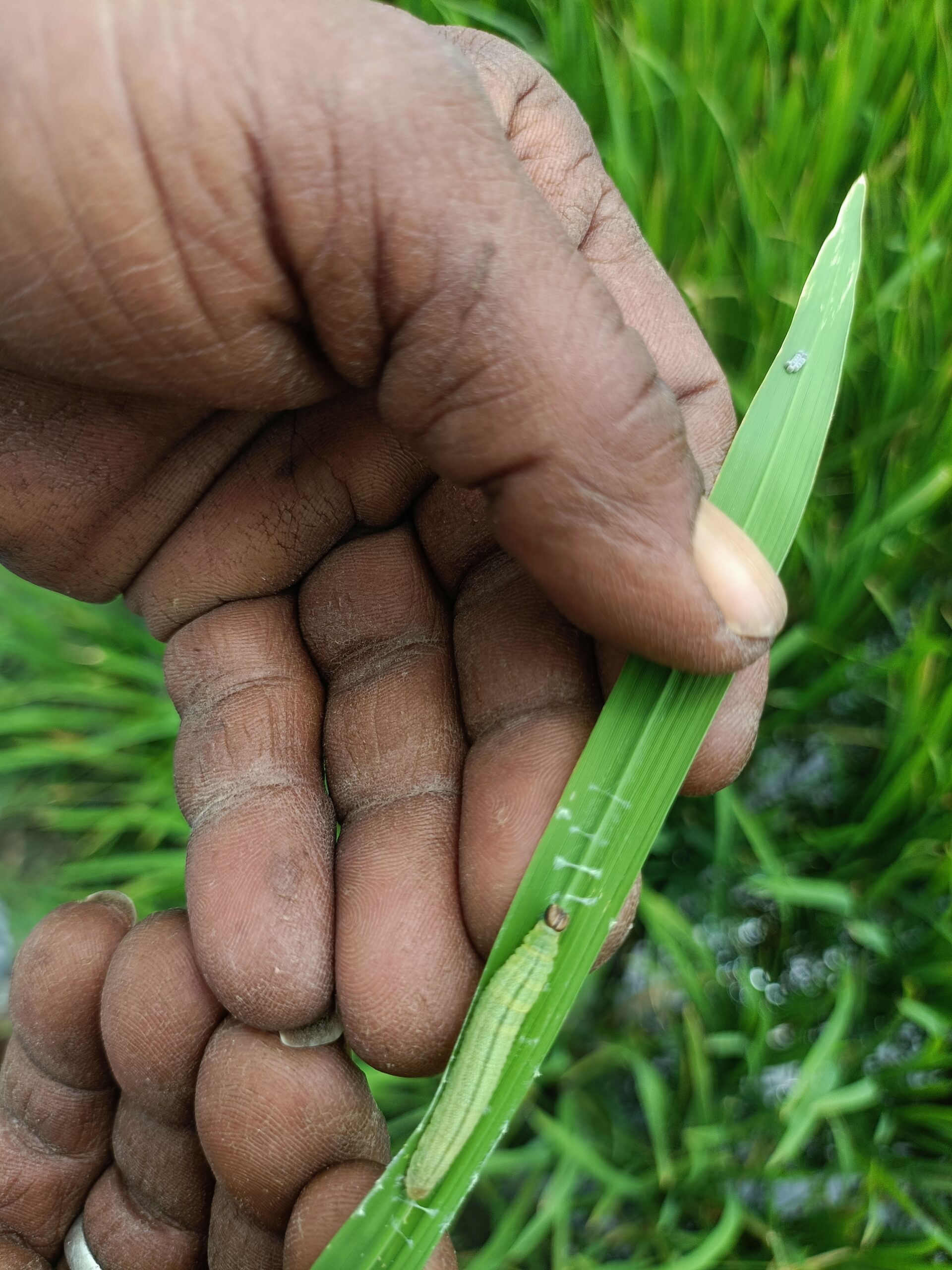Rice leaf folder