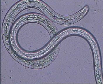 Root knot nematode - Image 2