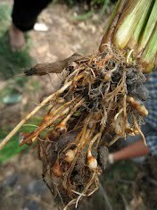 Root knot nematode