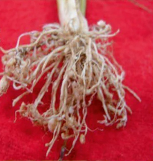 Root knot nematode - Image 3