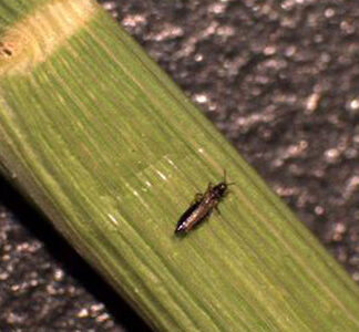 Rice thrips