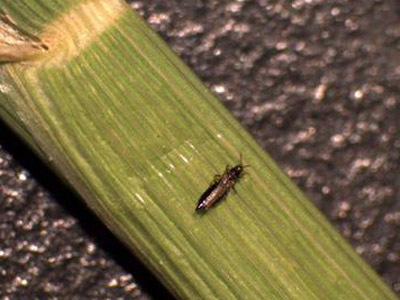 Rice thrips