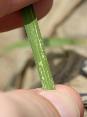 Rice thrips - Image 2