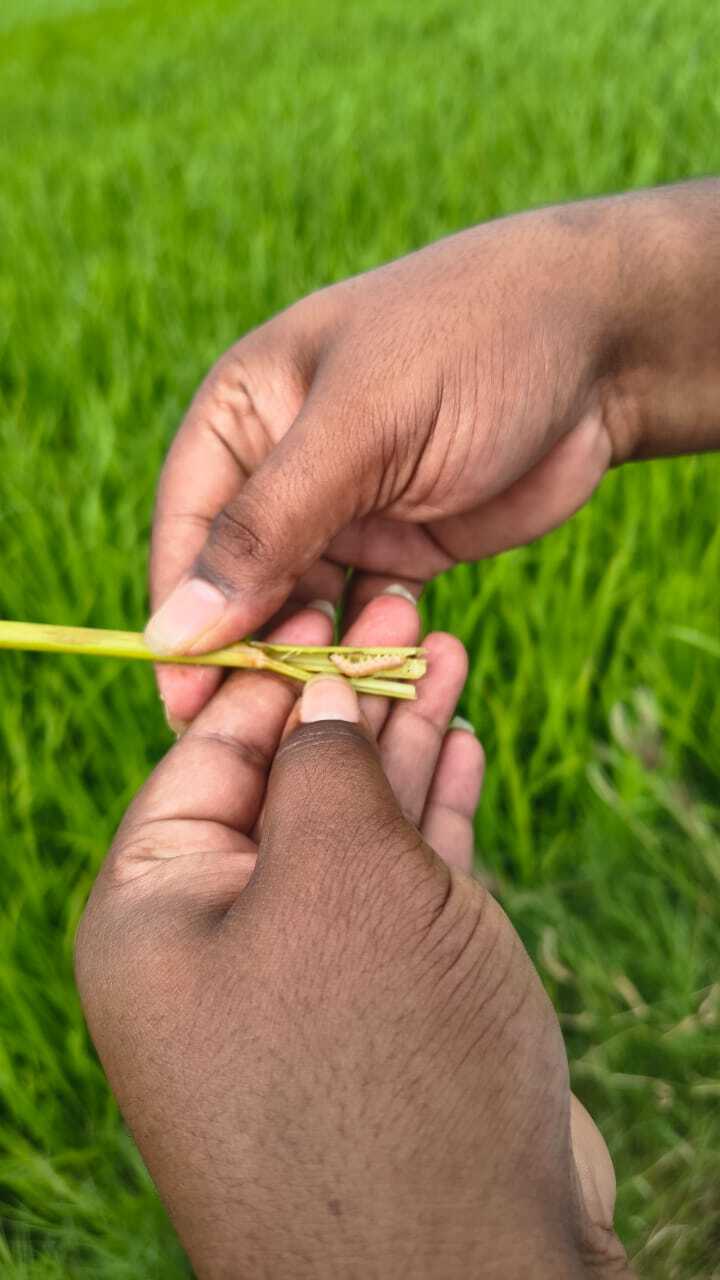Yellow Stem borer - Image 3
