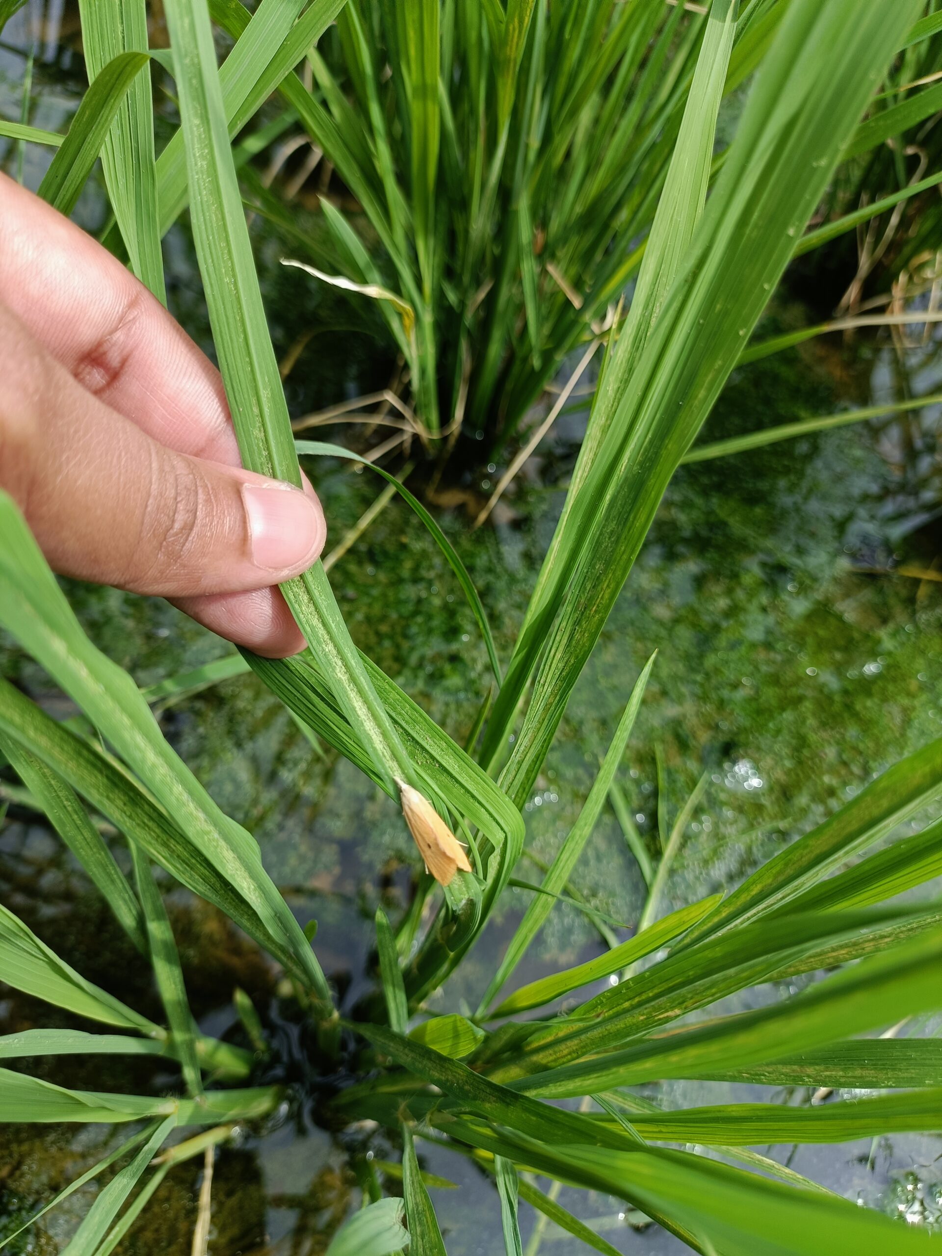 Yellow Stem borer - Image 2