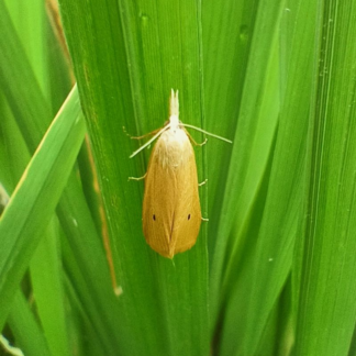 Yellow Stem borer