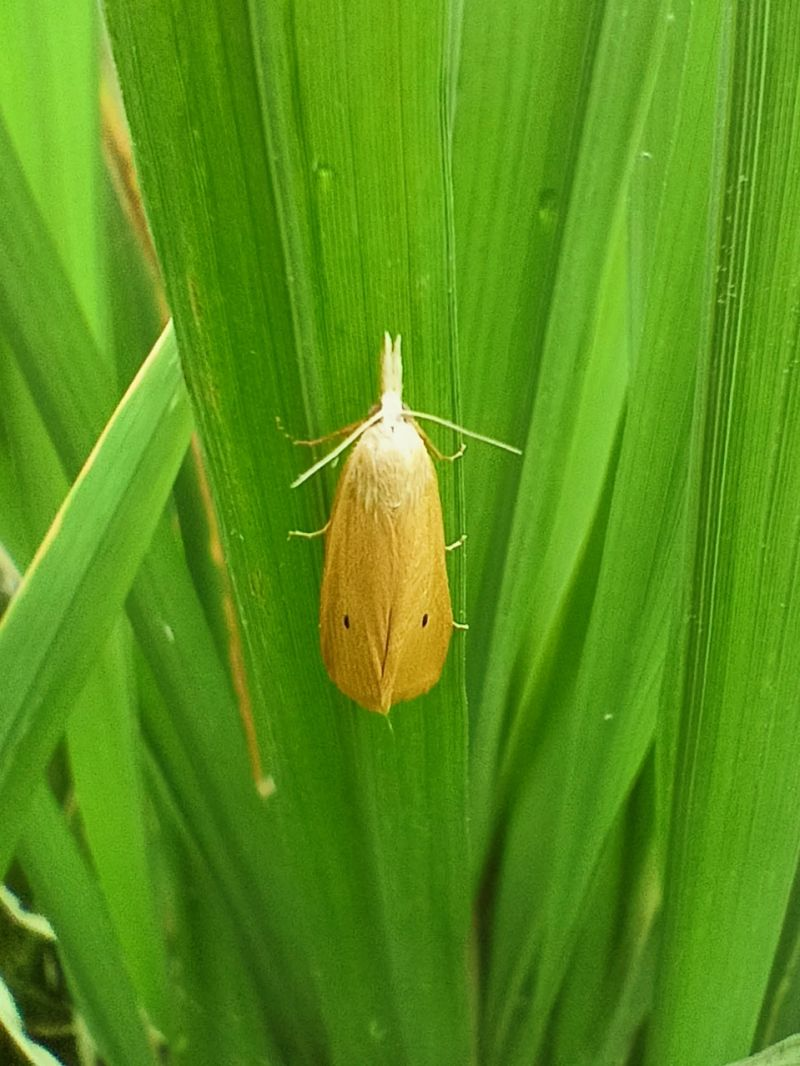 Yellow Stem borer