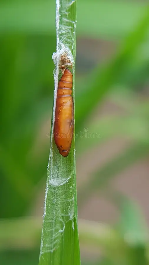 Rice leaf folder - Image 3