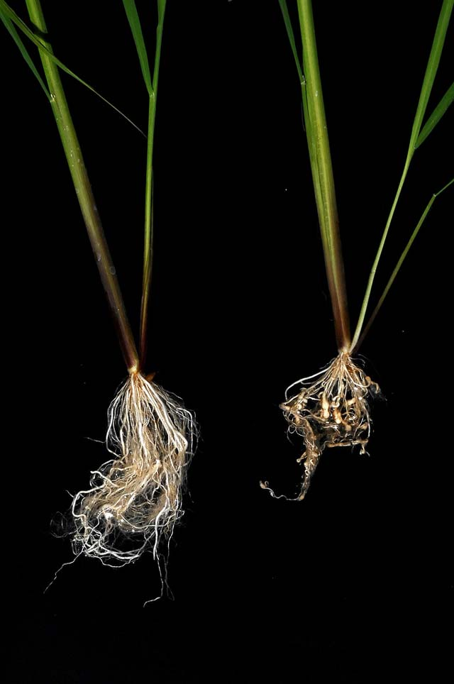 Root knot nematode - Image 4