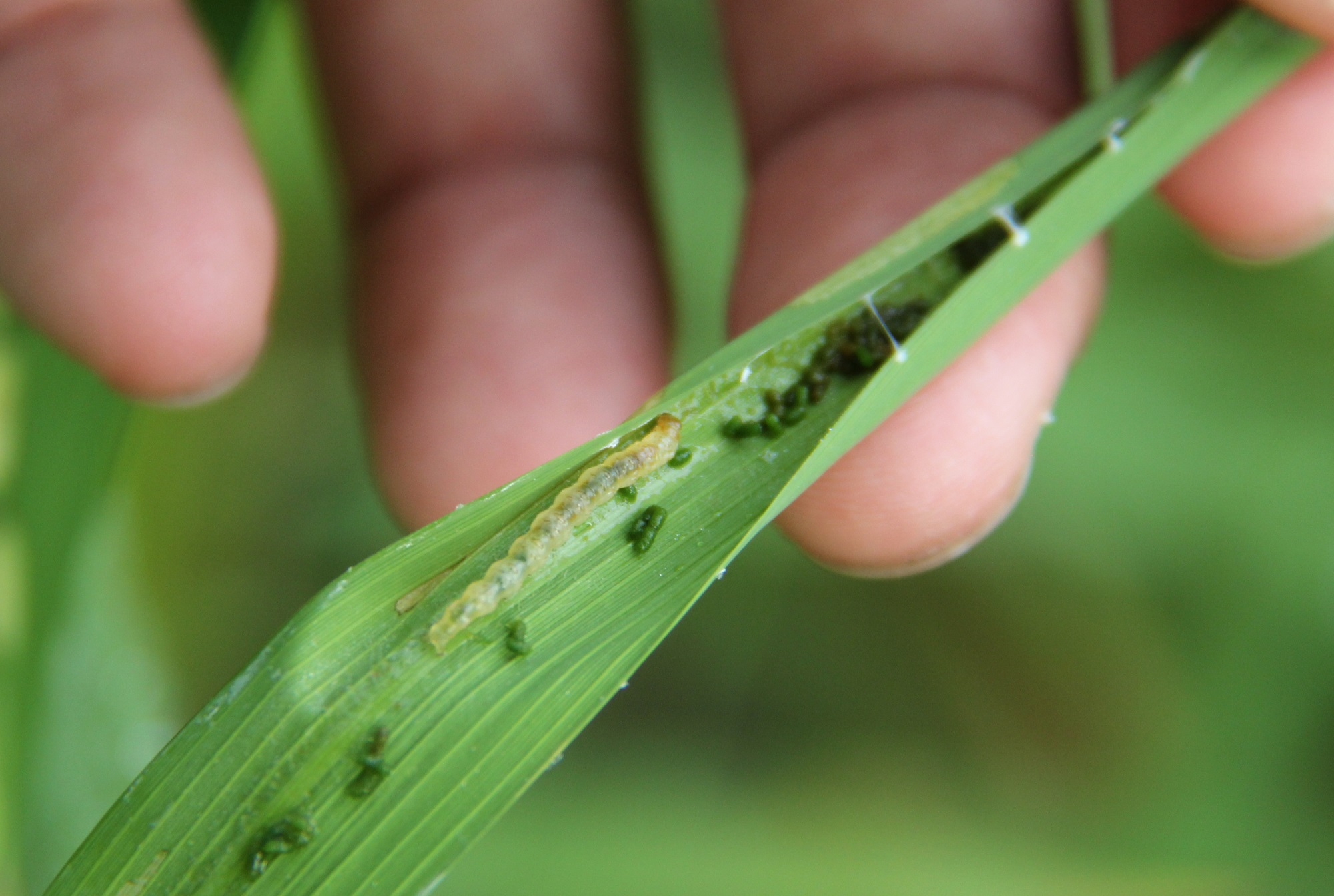 Rice leaf folder - Image 4