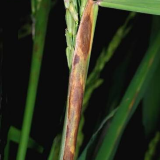 Sheath rot