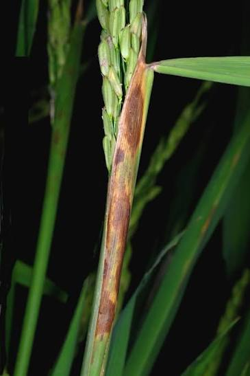 Sheath rot