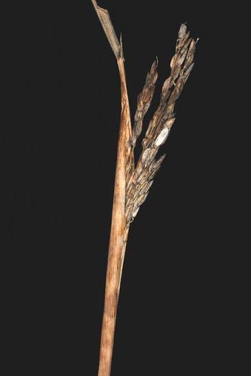 Sheath rot - Image 2