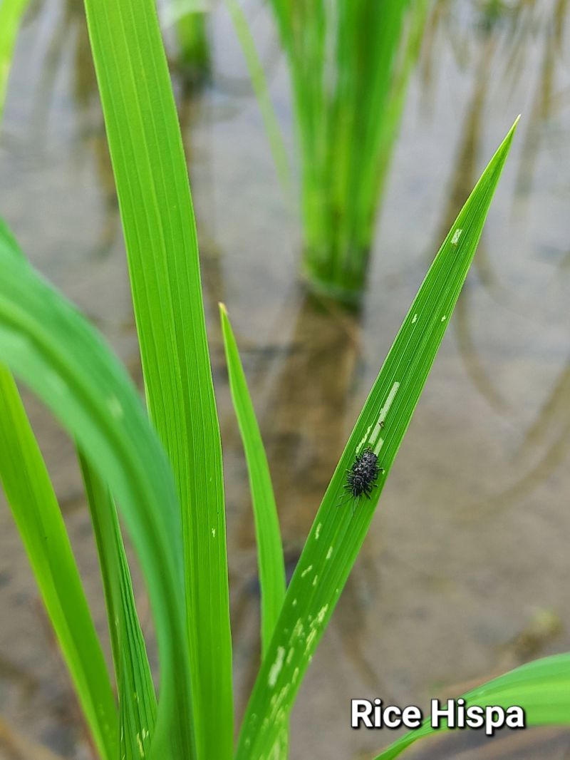 Rice hispa - Image 2